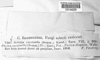 Orbilia coccinella image
